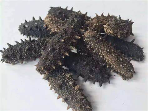 澳洲刺参 Australia cucumber